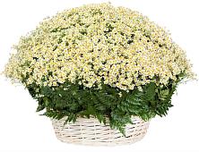 Цветочная композиция из Ромашки в корзине #REPLACE_PRED# Красном Яре Омской области